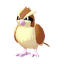 Pidgey